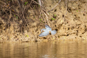 Flying kingfisher with fish