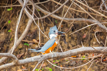 Kingfisher with fish