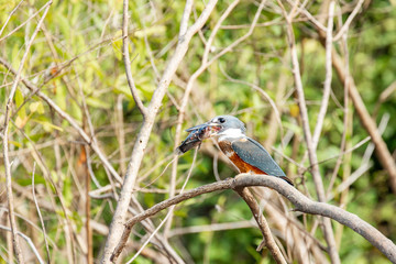 Kingfisher with a mouthful