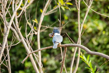 Kingfisher with a catch