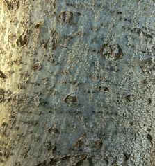 Walnut tree bark texture background close up