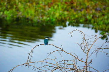 Kingfisher in the Pantanal