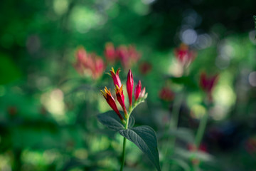 Obraz premium red spigelia flowers in the srpring