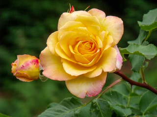 gelbe Rose