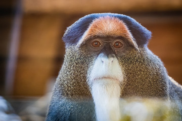 Singe cercopithèque de brazza