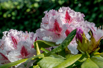 blühender Rhododendron