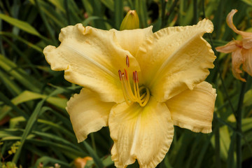 gelbe Lilienblüte © Matt Apostel