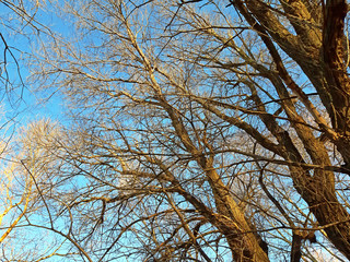 Trees without leaves in winter on the clear sky