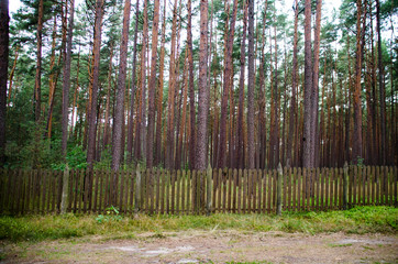 Stary płot przy drodze w zielonym lesie