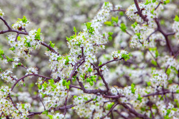 Cherry blossom tree with flowers