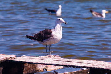 seagull on the beach