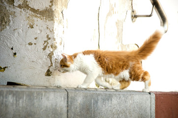 Rudo-biały kot idący przy ścianie przy poręczy - obrazy, fototapety, plakaty