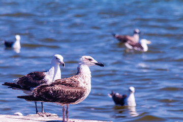 seagull on the beach