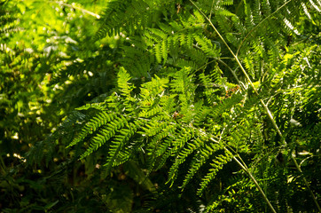 Zielone liście paproci  © Maria