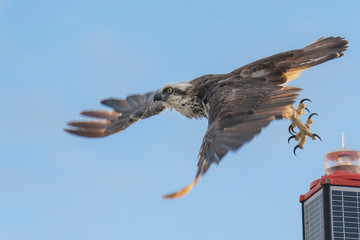 Osprey taking off for the morning catch