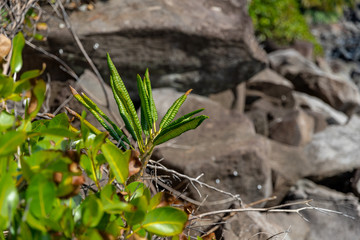 Saint Vincent and the Grenadines, green plant among the rocks