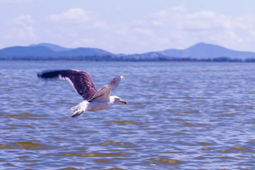 Seagull in the lake.