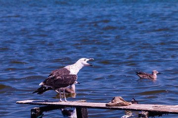 Seagull in the lake.