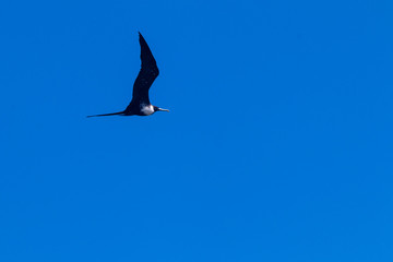 seagull flying in the sky