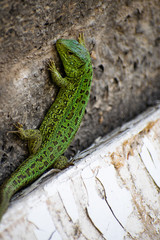 Green Lizard. Lacerta viridis. Oestliche Smaragdeidechse. European green lizard.