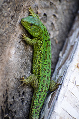 Green Lizard. Lacerta viridis. Oestliche Smaragdeidechse. European green lizard.