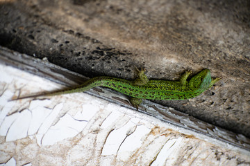 Green Lizard. Lacerta viridis. Oestliche Smaragdeidechse. European green lizard.