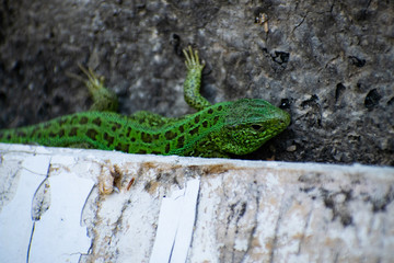 Green Lizard. Lacerta viridis. Oestliche Smaragdeidechse. European green lizard.
