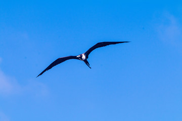seagull flying in the sky
