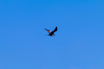 Obraz premium seagull flying in the sky