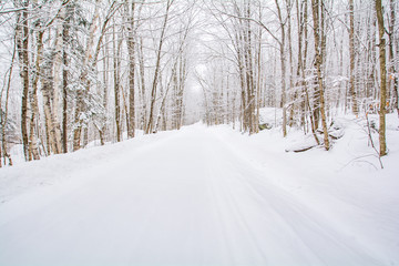 Obraz premium snowy road in winter forest