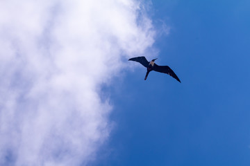 seagull flying in the blue sky