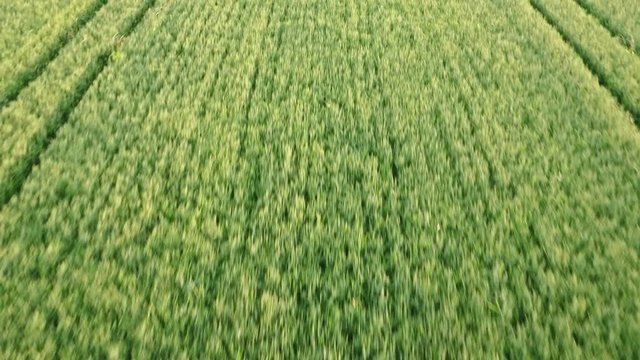 Aerial of an idyllic corn field in bavaria with traditional farm house and beautiful landscape