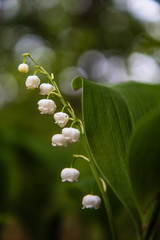 Flowers lilies of the valley close up
