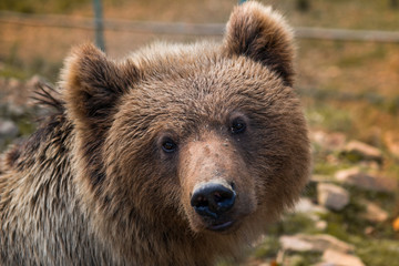 Fototapeta na wymiar Head of Great brown bear