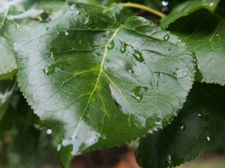 Hoja con gotas