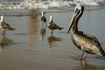 Pelicans with seagulls on the background