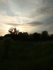 single tree in the fog