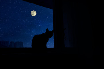 dark room in the silhouette of a cat sitting on a window at night