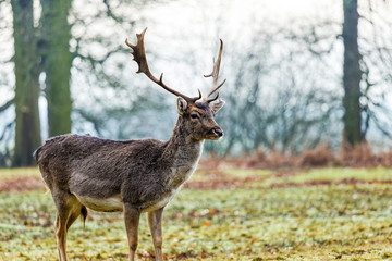 Red deer stag in sunny morning - Stock image