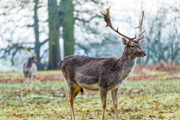 Red deer stag in sunny morning - Stock image