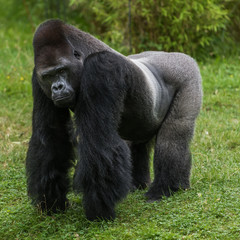Naklejka premium Gorilla in grass