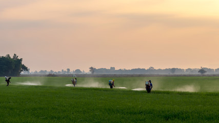 Obraz na płótnie Canvas Workers spraying chemicals in green rice fields.