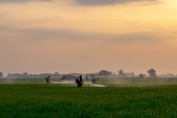 Obraz na płótnie Canvas Workers spraying chemicals in green rice fields.