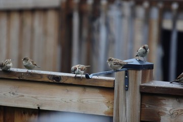 sparrows on a fence