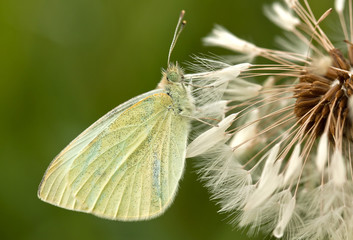Weißer Schmetterling sitzt bewegunglos in einer nassen Pusteblume