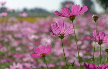 Cosmos flower field on a sunny day