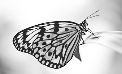 Farblose Aufnahme eines großen Schmetterlings, der regungslos auf einem Blatt sitzt