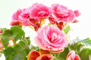Fototapeta premium Pink begonia flowers. Full blooming in flower garden of lush blossom of begonia