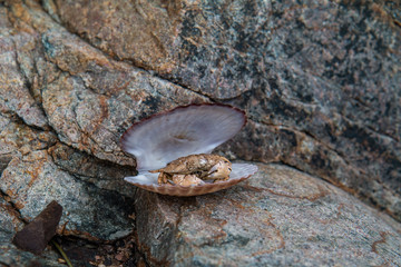 The little crab sits in a shell