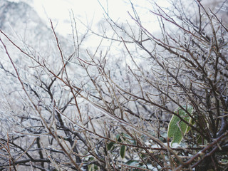 Halla mountain at Jeju island Korea in Winter.